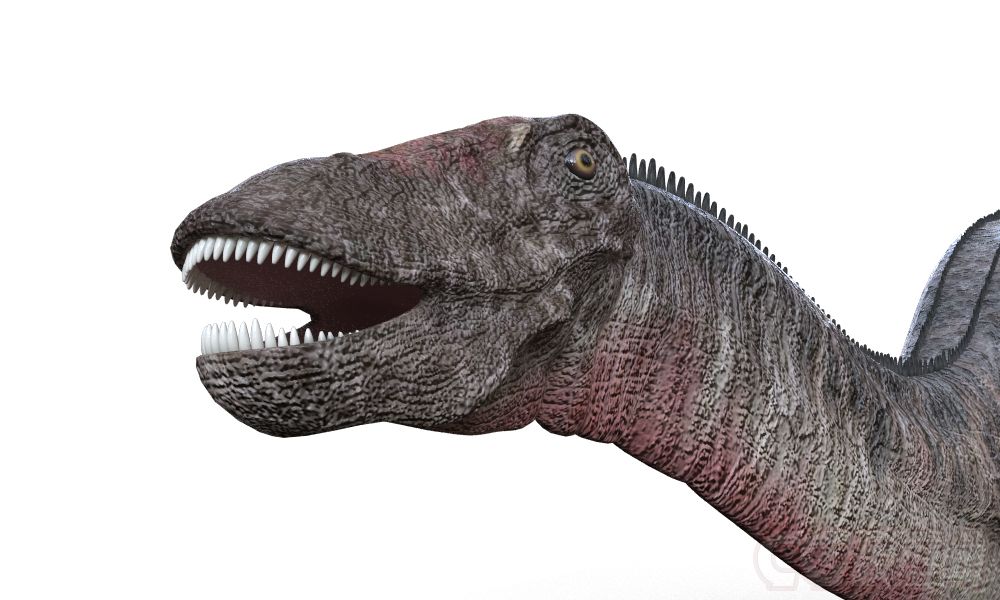 动物-a6熊c的收藏夹