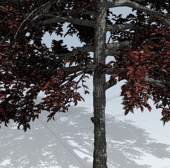 超精细写实树木,红叶枫树,杨树