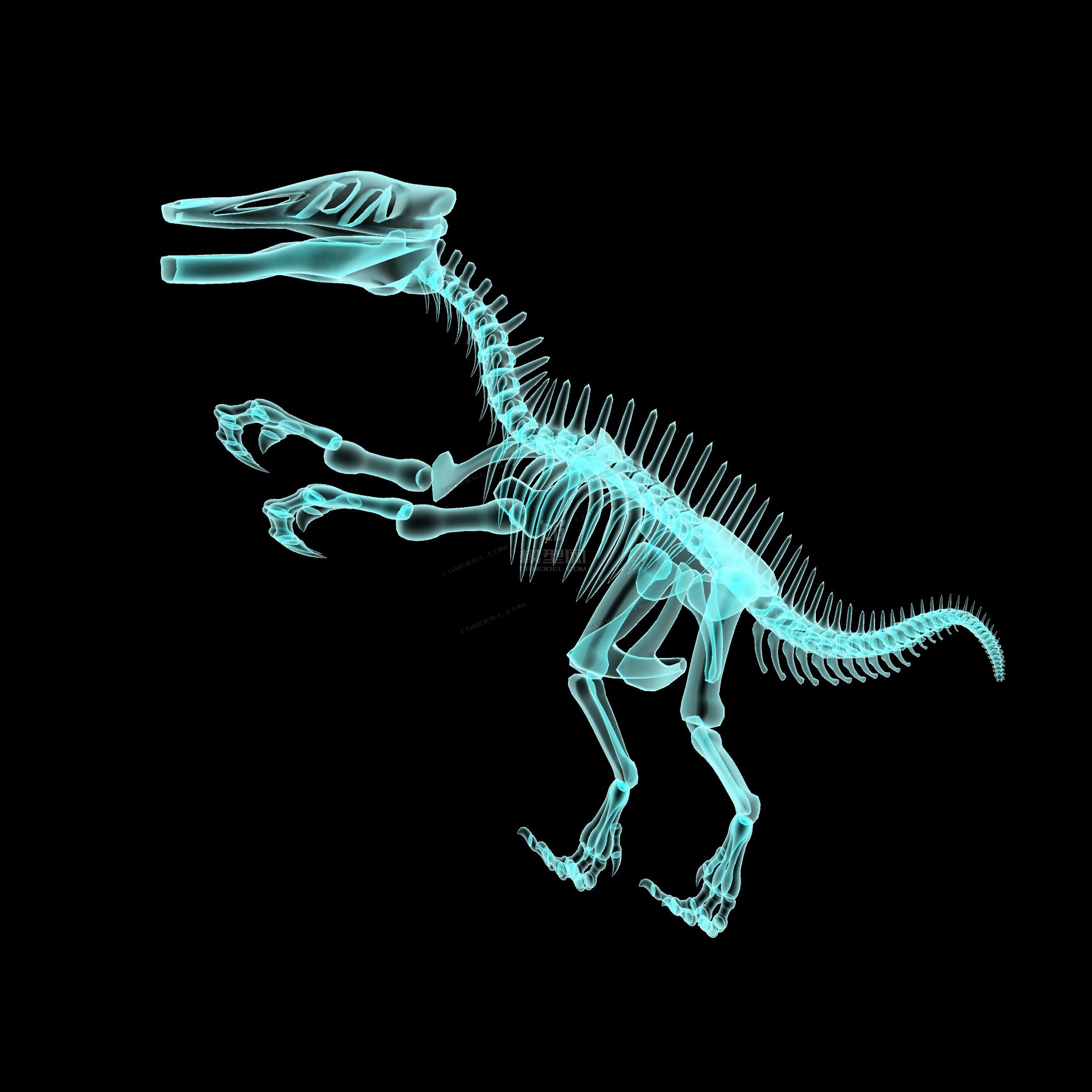 山东龙有贴图恐龙骨骼模型带x光效果
