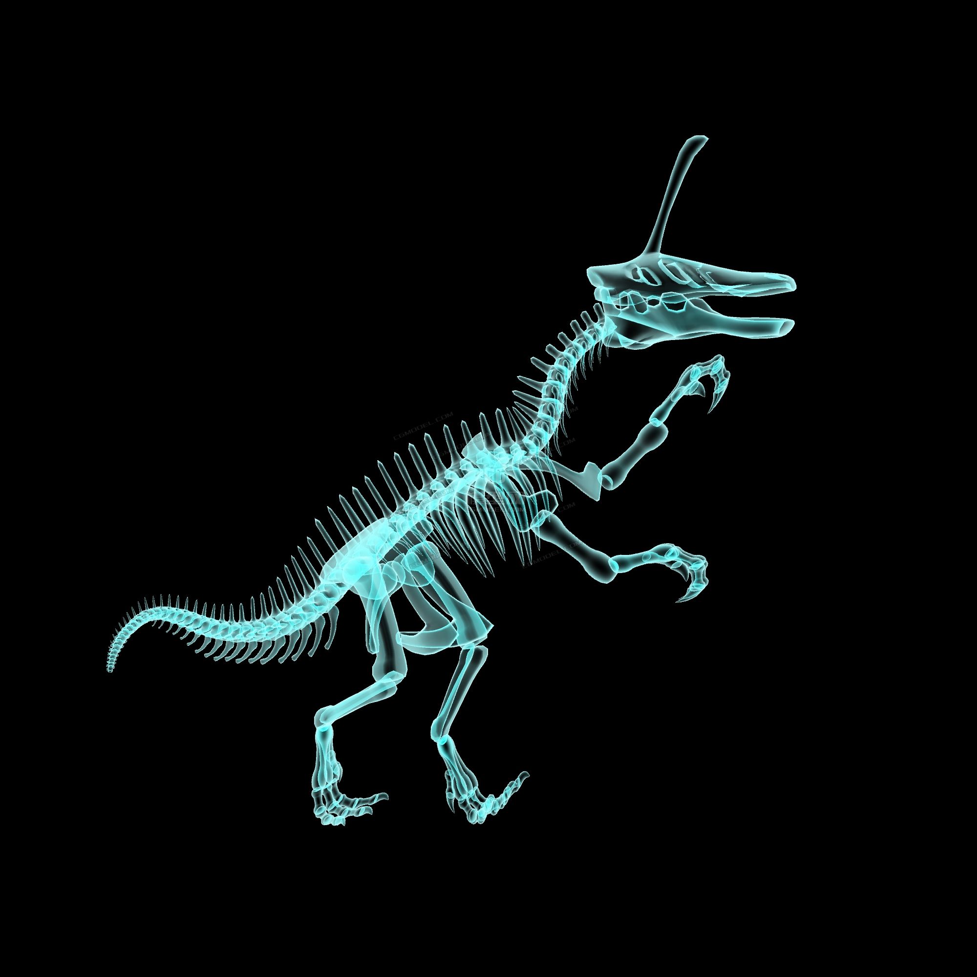 青岛龙有贴图恐龙骨骼模型带x光效果