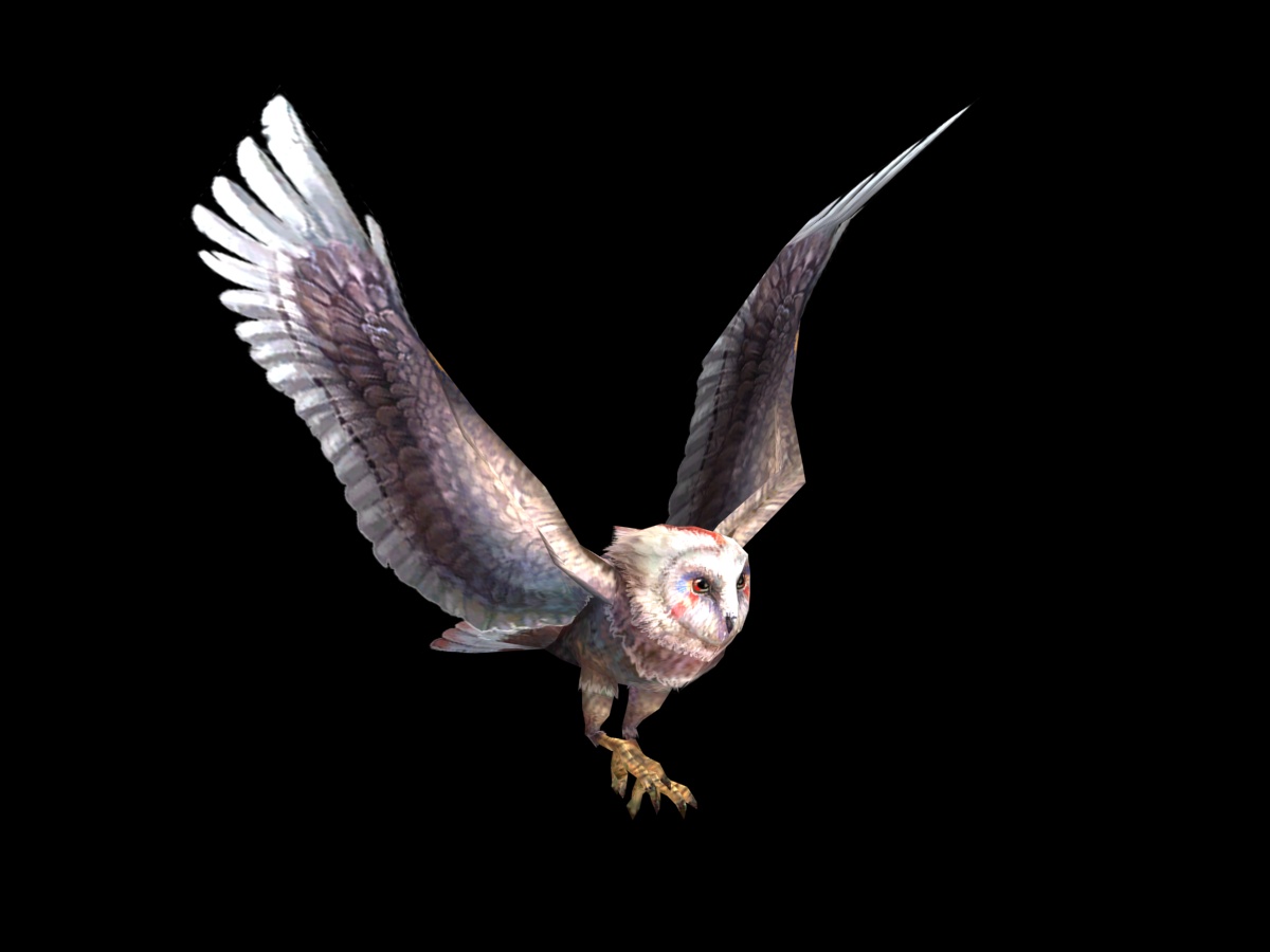 猴面鹰猫头鹰带全套动画