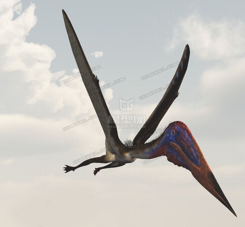 精细的临海浙江翼龙,带骨骼绑定和2种样式贴图,zhejiangopterus