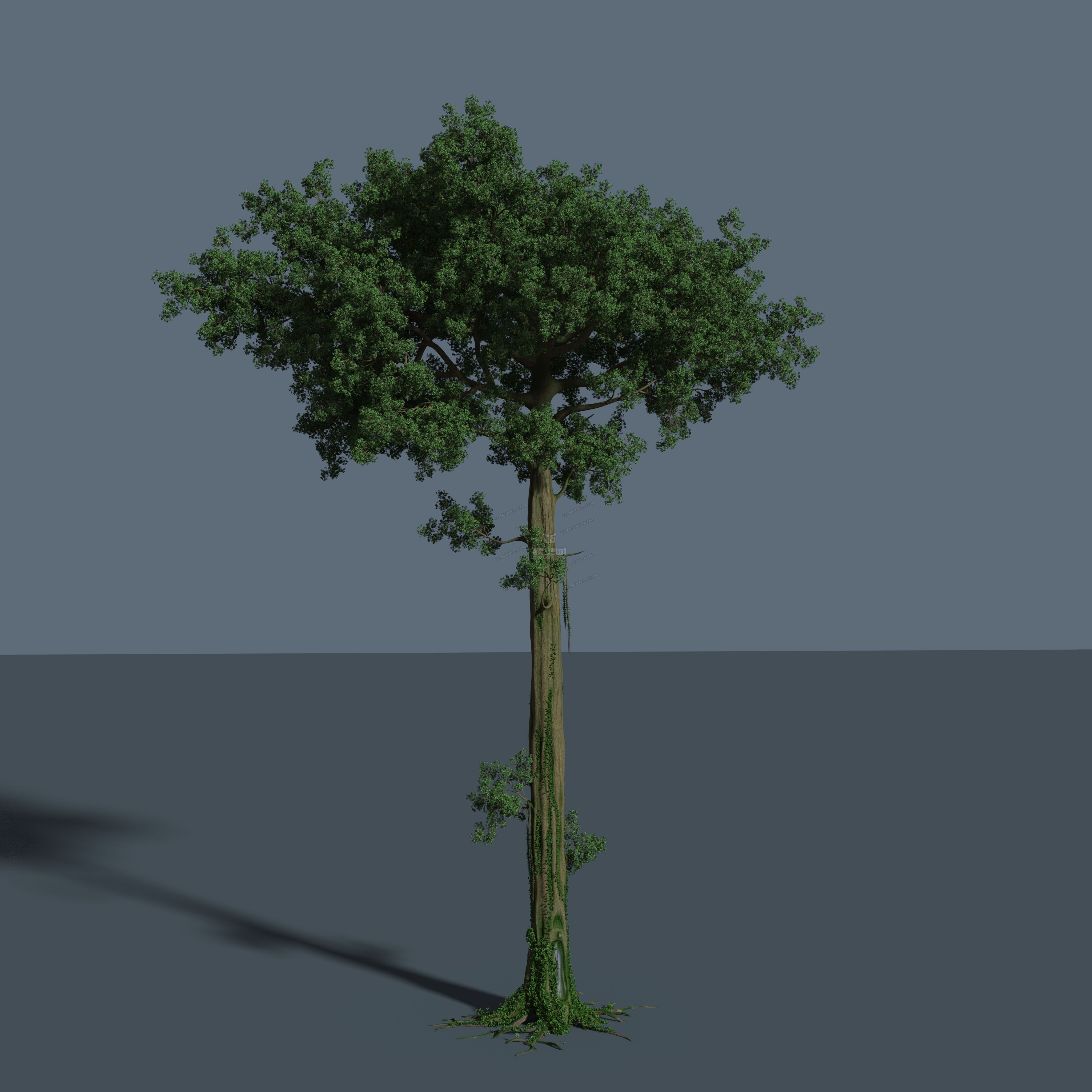 写实 植物 树木_@枫叶@作品_石头植物树木_cg模型网