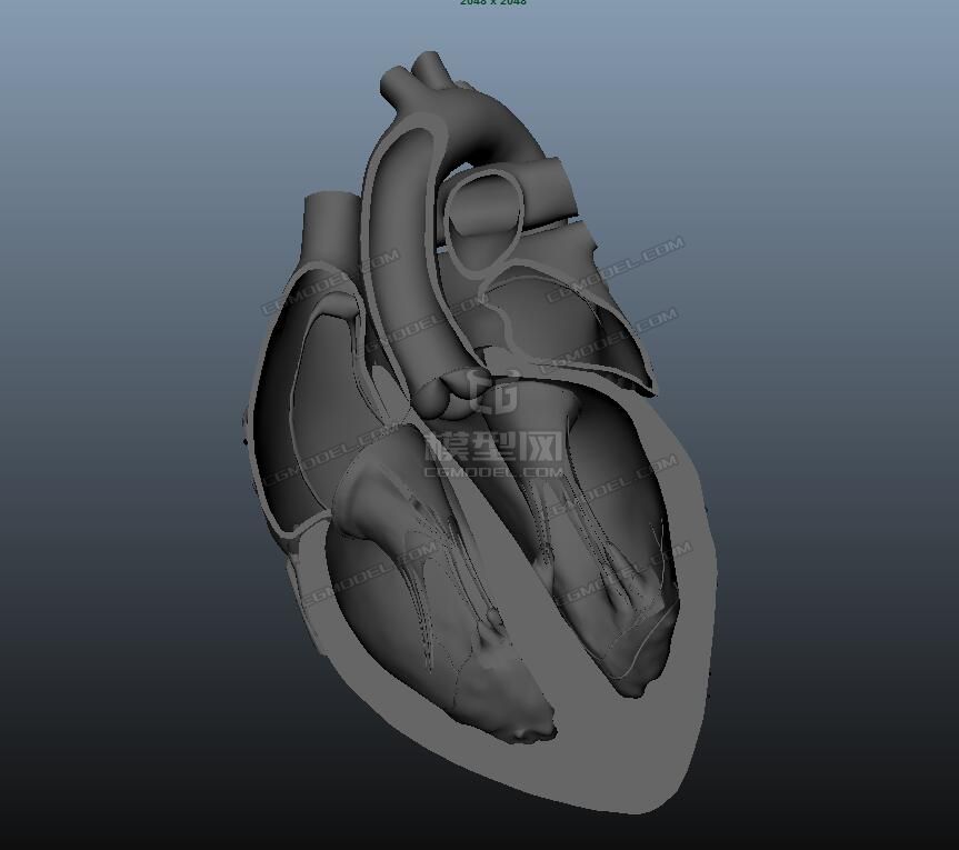 maya心脏剖面模型-人体器官模型库-maya(.ma/.mb)模型下载-cg模型网