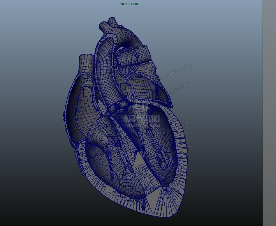 maya心脏剖面-cg模型网(cgmodel)-专注cg模型