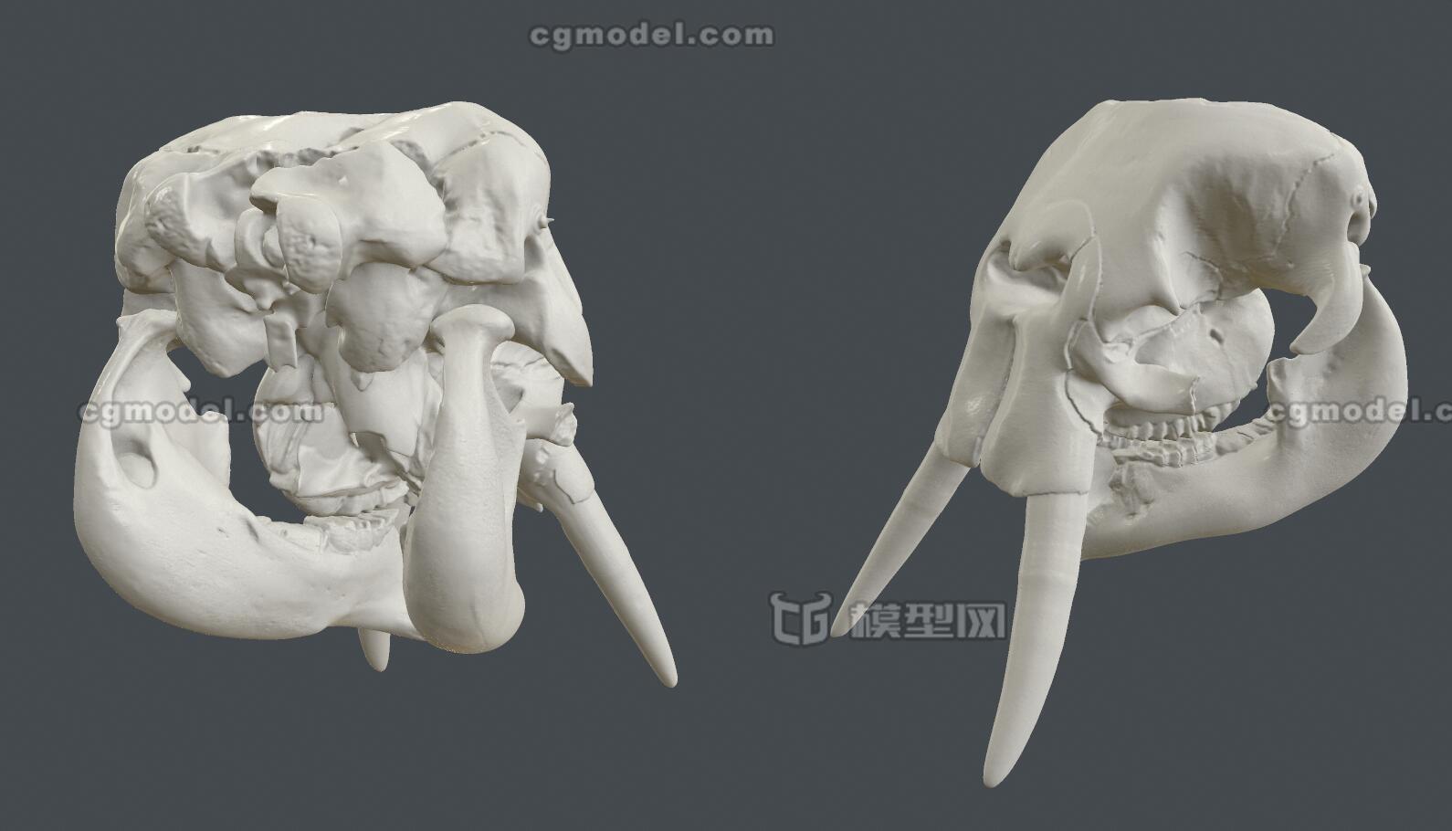 高精度 3d扫描 大象头颅 医学 象头骨