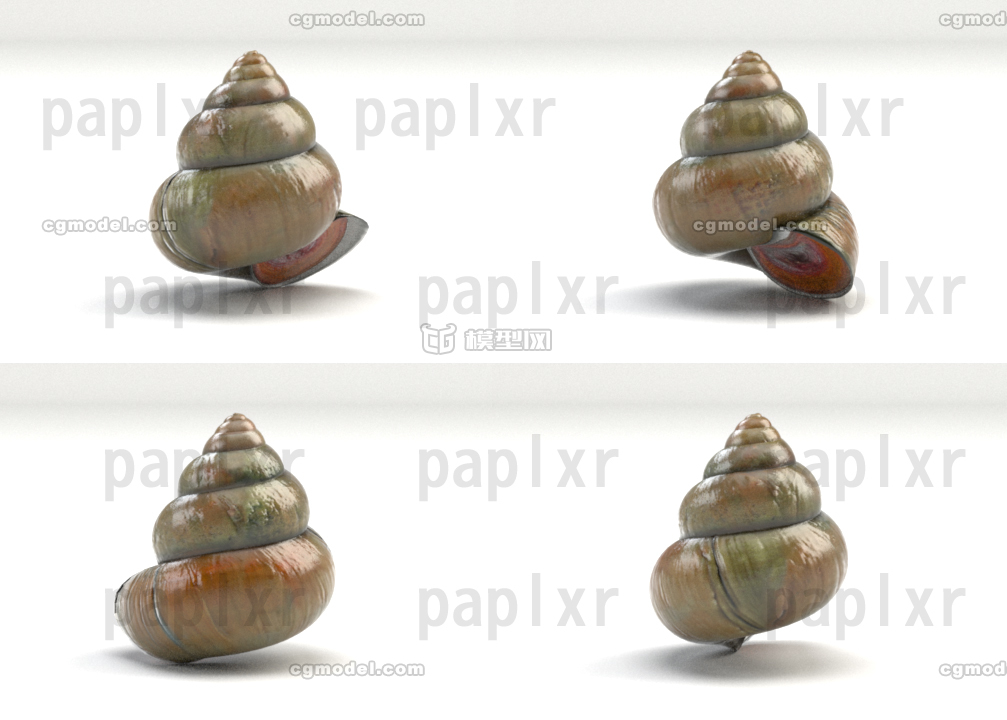 田螺 螺丝 写实质感 影视级别模型_paplxr作品_动物其他_cg模型网