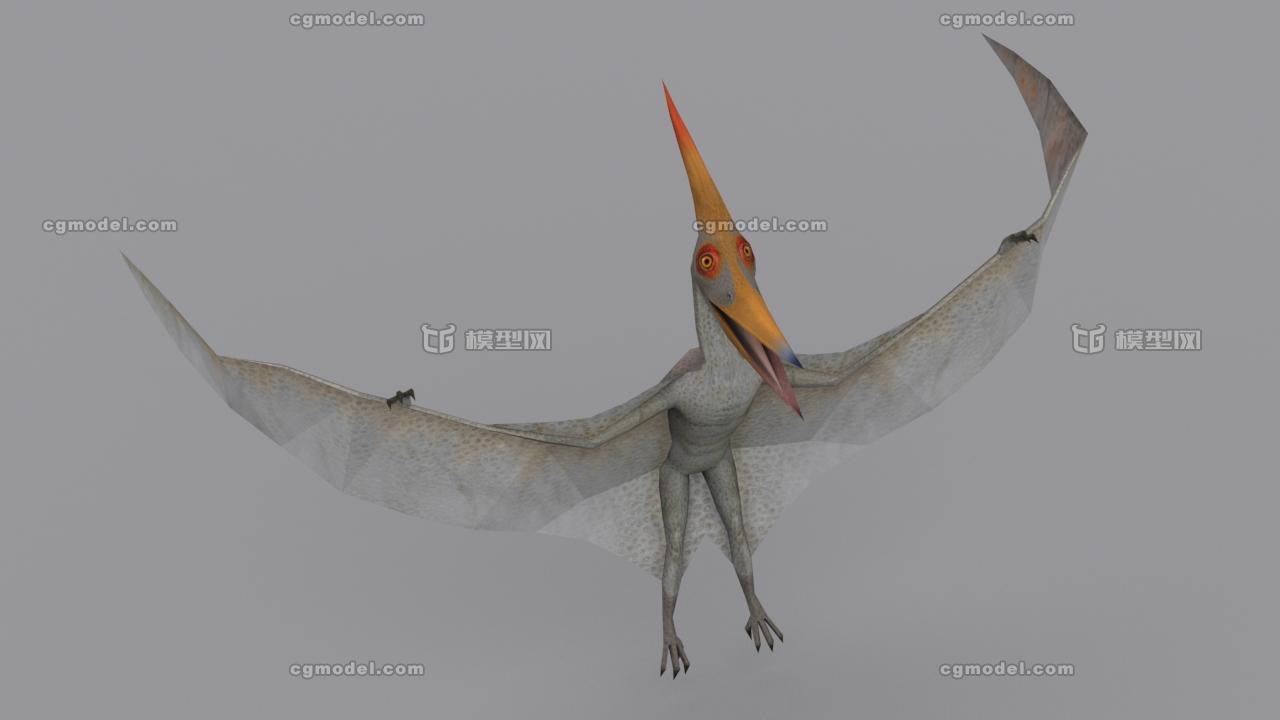 无齿翼龙 恐龙 飞行类脊索动物 生物 大型鸟类 灭绝的爬行类动物 飞龙