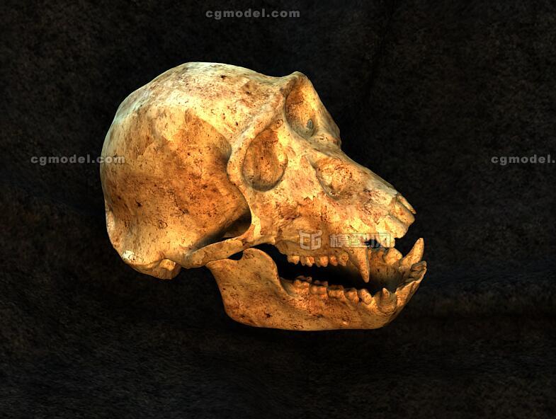 猿猴头骨头盖骨远古遗骸猿类骨头 小寒冰作品 动物哺乳 Cg模型网