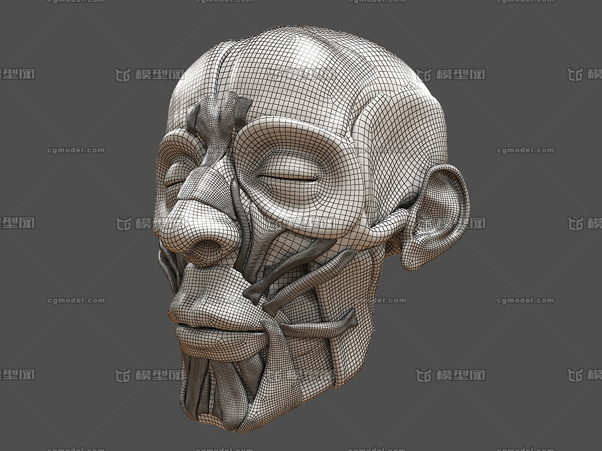 人体面部肌肉解剖 脸部肌肉走向三维模型模型-人体器官/组织模型库-3ds Max(.max)模型下载-cg模型网