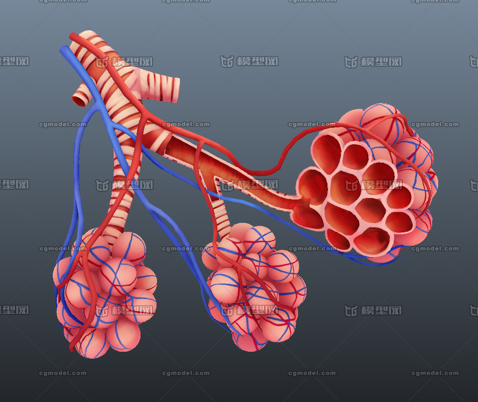 器官医学人体肺肺泡模型结构