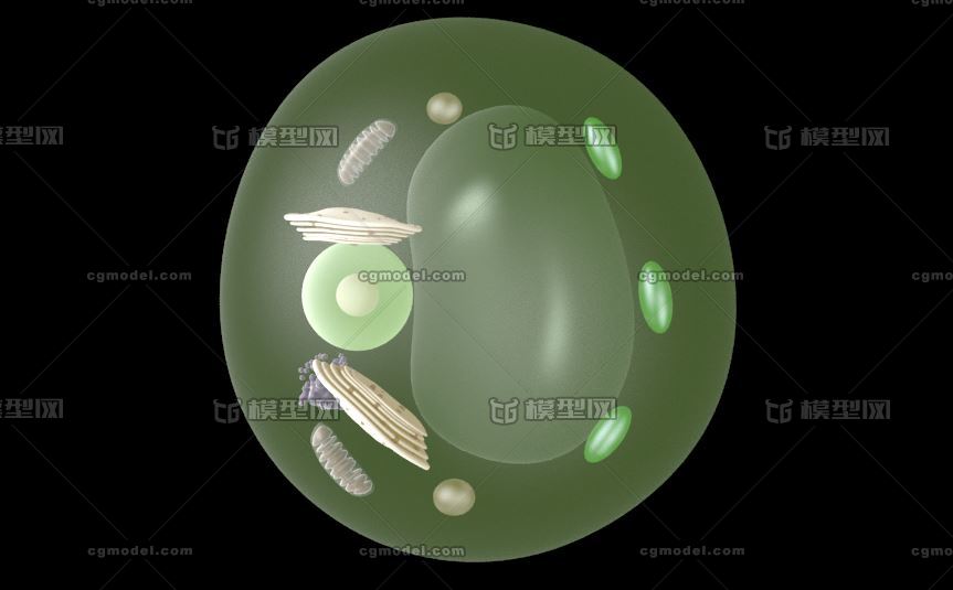 植物細胞結構 細胞核 細胞質 線粒體 液_cgb082作品_人物人體器官_cg