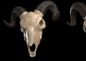 羊头骨动物头骨