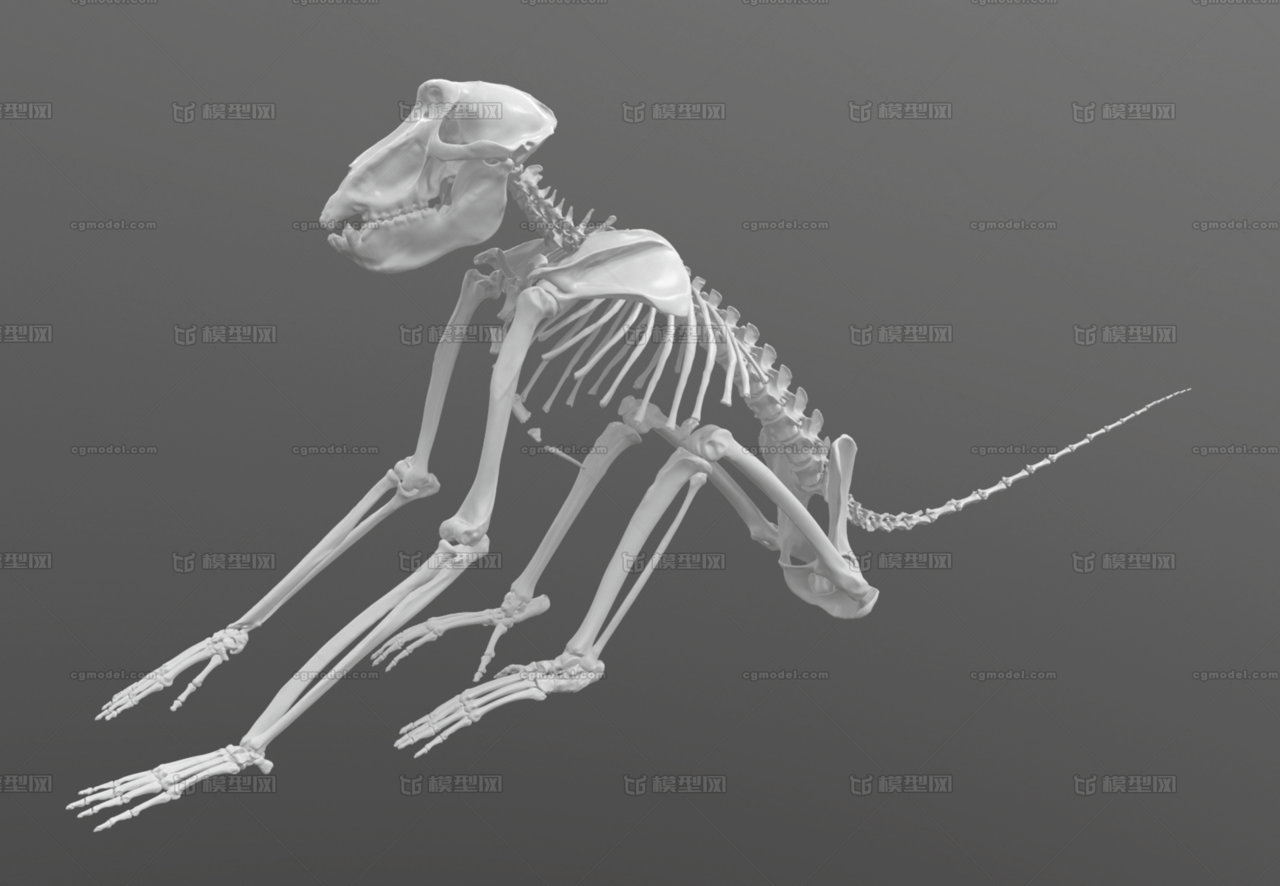 狒狒 精准四边面 骨骼  3d扫描 猿猴骨骼