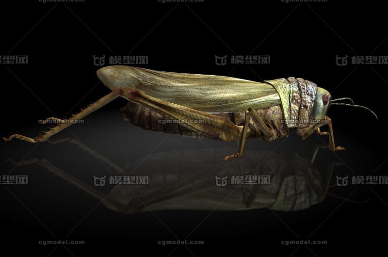 写实昆虫,动物,外星生物maya写实模型 学名:蝗虫 | 又称:蚱蜢,草蜢