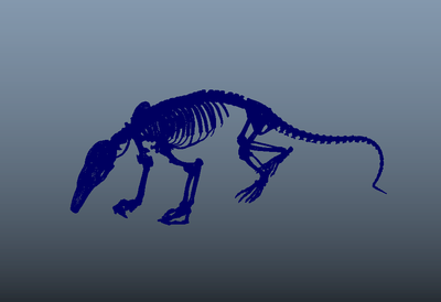 食蚁兽骨骼_brelee作品_动物哺乳_cg模型网