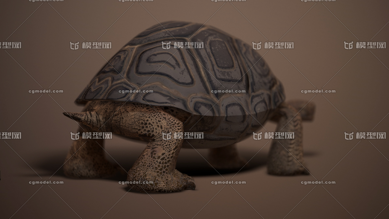 乌龟 老乌龟。模型-爬行模型库-3ds Max(.max)模型下载-cg模型网