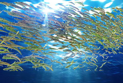 动态海洋鱼群 1000帧 2种深海鱼 总_dzdeep 作品_动物鱼类_cg模型网