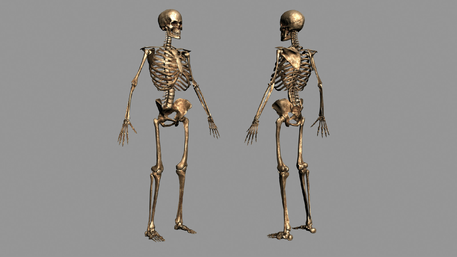 风化严重的骷髅骨骼骨架