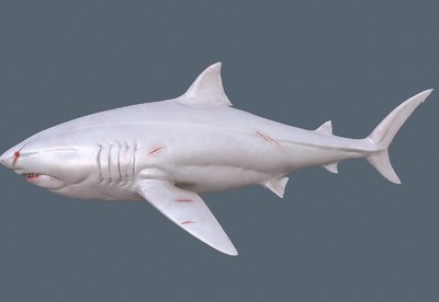 稀缺资源  白化鲨鱼   带精细绑定的 深海鲨鱼  带法线 大白鲨