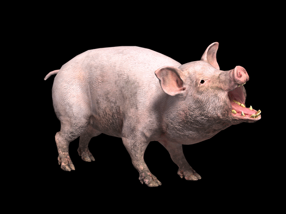 次世代影视写实家猪 两种贴图 带全套动画_3356656377作品_动物哺乳