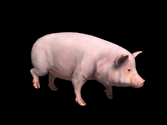 次世代影视写实家猪 两种贴图 带全套动画 带fbx格式 无控制器
