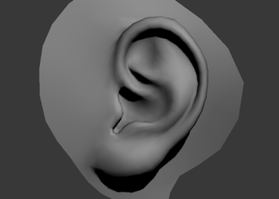 耳朵模型一个