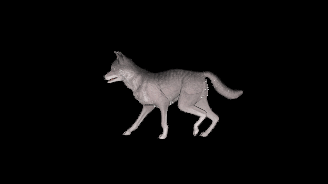 狼,狼走路,狼小跑,摇尾巴,带绑定,动物