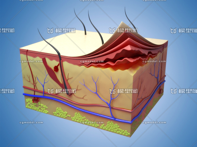 ***皮肤剖面图 表皮层模型-人体器官/组织模型库-3ds Max(.max)模型下载-cg模型网