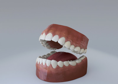 影视级写实口腔,牙齿,舌头模型 4k精细贴图 maya 和 模型-人体器官