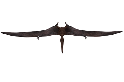 翼龙 飞龙 鸟类 恐龙 侏罗纪 动物 pterosaurs