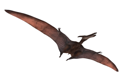 翼龙 飞龙 鸟类 恐龙 侏罗纪 动物 pterosaurs