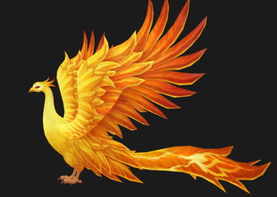 凤凰-浪客虾米的收藏夹