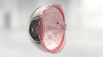 眼球整体 眼球剖面