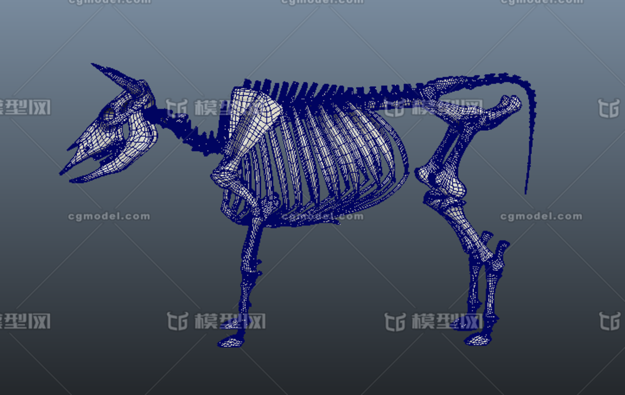 牛的骨架模型骨骼