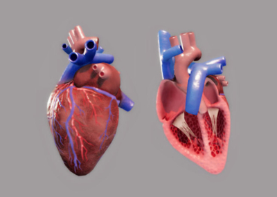 Unity3D——VR医学项目心脏展示