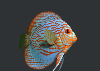 红松石七彩神仙鱼宠物鱼