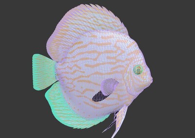 红松石七彩神仙鱼宠物鱼