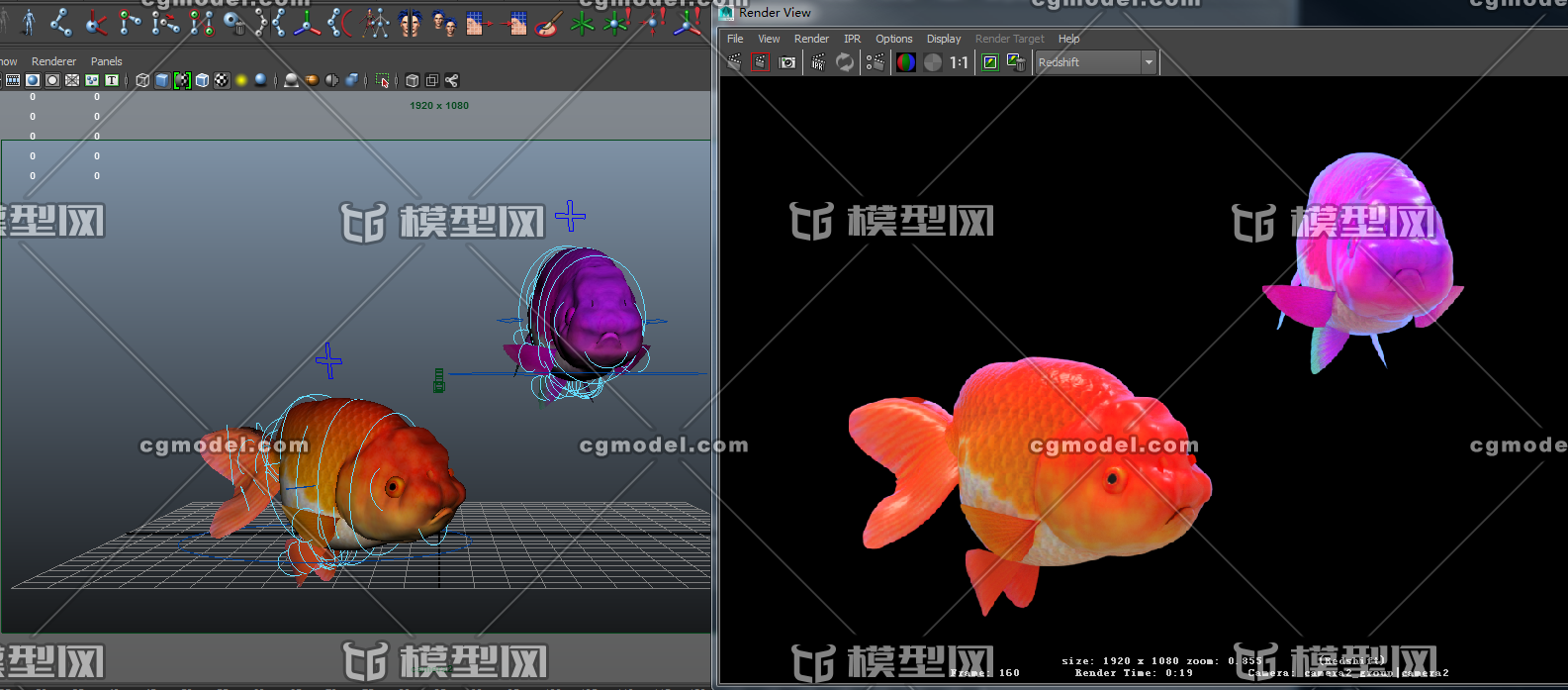 金鱼游动动画鱼类装饰鱼可爱金鱼观赏鱼写实金鱼游动一对金鱼 模型绑定 Cg模型网 Cgmodel 三维设计师交流互动平台 专注多品类3d模型下载 原创作品分享 软件学习