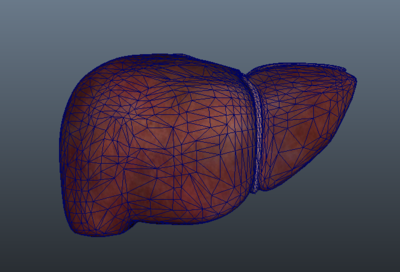 肝脏模型（可医用）模型-人体器官/组织模型库-FBX(.fbx)模型下载-cg模型网