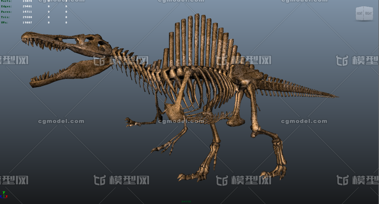 棘龙 埃及棘龙 古生物化石 恐龙博物馆 地质博物馆 恐龙化石骨架 3d