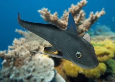 黑线银鲛  黑线银鲛