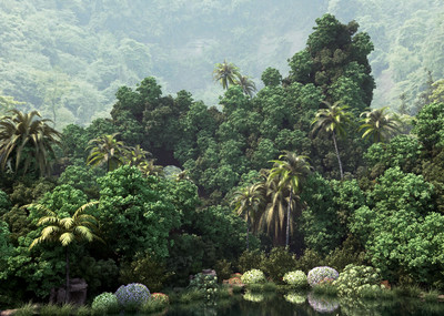写实热带雨林森林场景 原创热带雨林 森林 丛林 树林植物 热带雨林