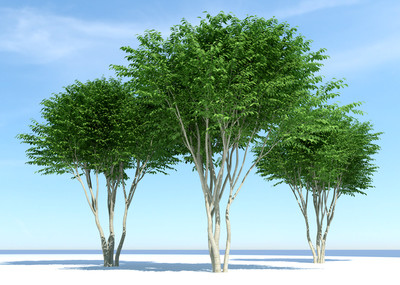 树,小树,树林,三棵树