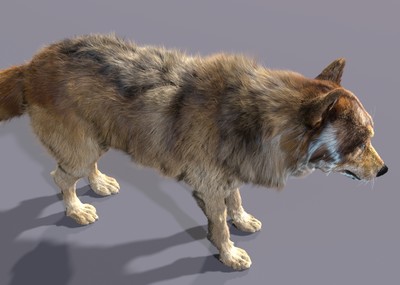 电影毛发动物7-原创狼之一,野狼,草原狼,森林狼,带shave毛发,带灯光