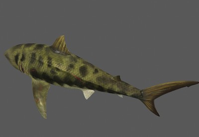 写实牛鲨    公牛鲨     带内部鱼鳃的 鲨鱼   虎鲨