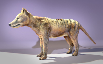 电影毛发动物22-原创袋狼,带shave_七色模型作品_动物哺乳_cg模型网