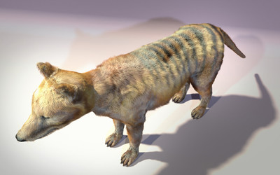 电影毛发动物22-原创袋狼,带shave_七色模型作品_动物哺乳_cg模型网