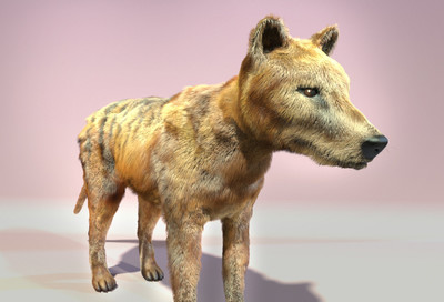 电影毛发动物22-原创袋狼,带shave_七色模型作品_动物哺乳_cg模型网