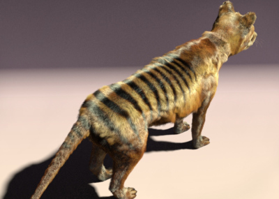 电影毛发动物22-原创袋狼,带shave_七色模型作品_动物哺乳_cg模型网